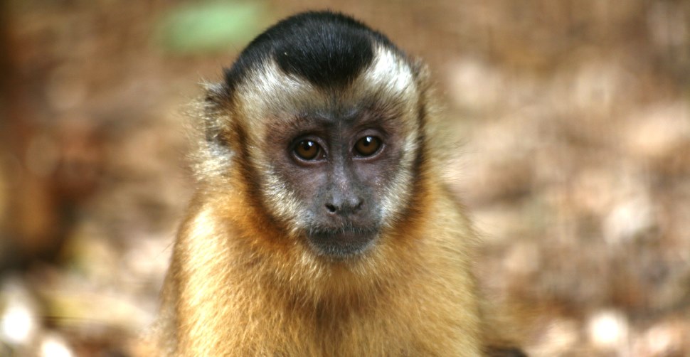 Wild Futures Monkey Sanctuary